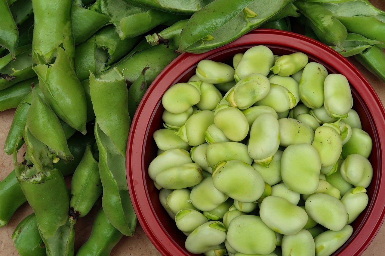 broad beans, beans, food high in folate
