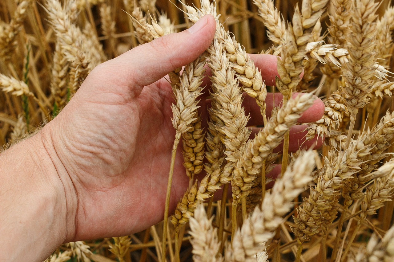 wheat, corn, cereals-1530321.jpg